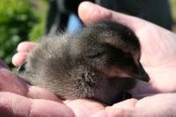 Den lille fugleungen