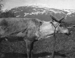 Den gamle reindriften i Narvik