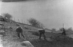Fra gården Havrå på Osterøya. Våronna gjøres unna manuelt. Å