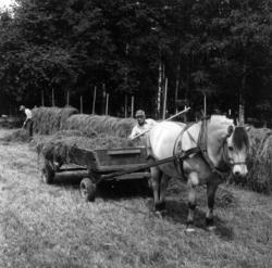 Slåttonn med hest på friluftsmuseet, Norsk folkemuseum. 1978