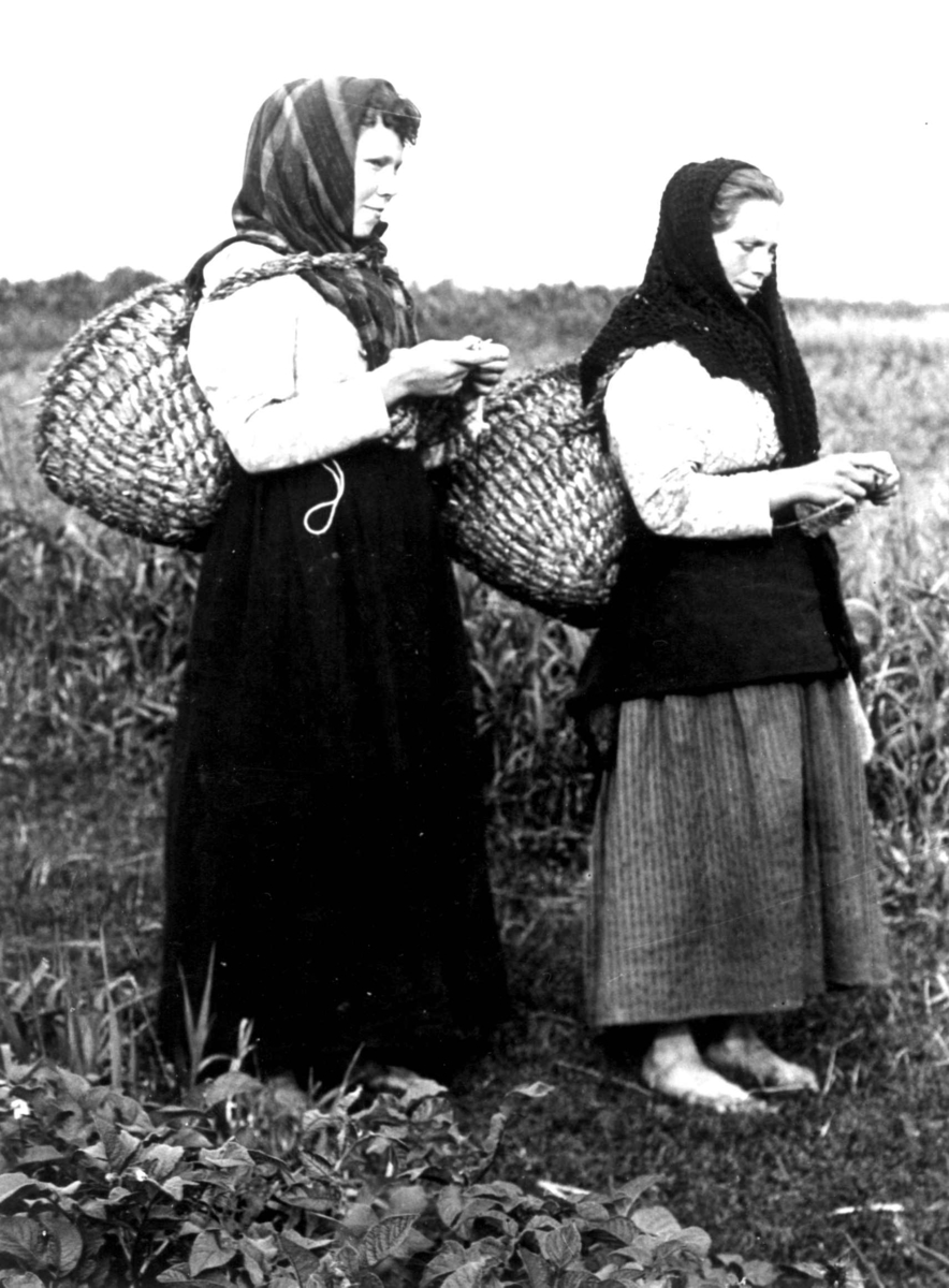 To kvinner går og strikker mens de bærer kurver med torv på ryggen. Foula, Shetland. 