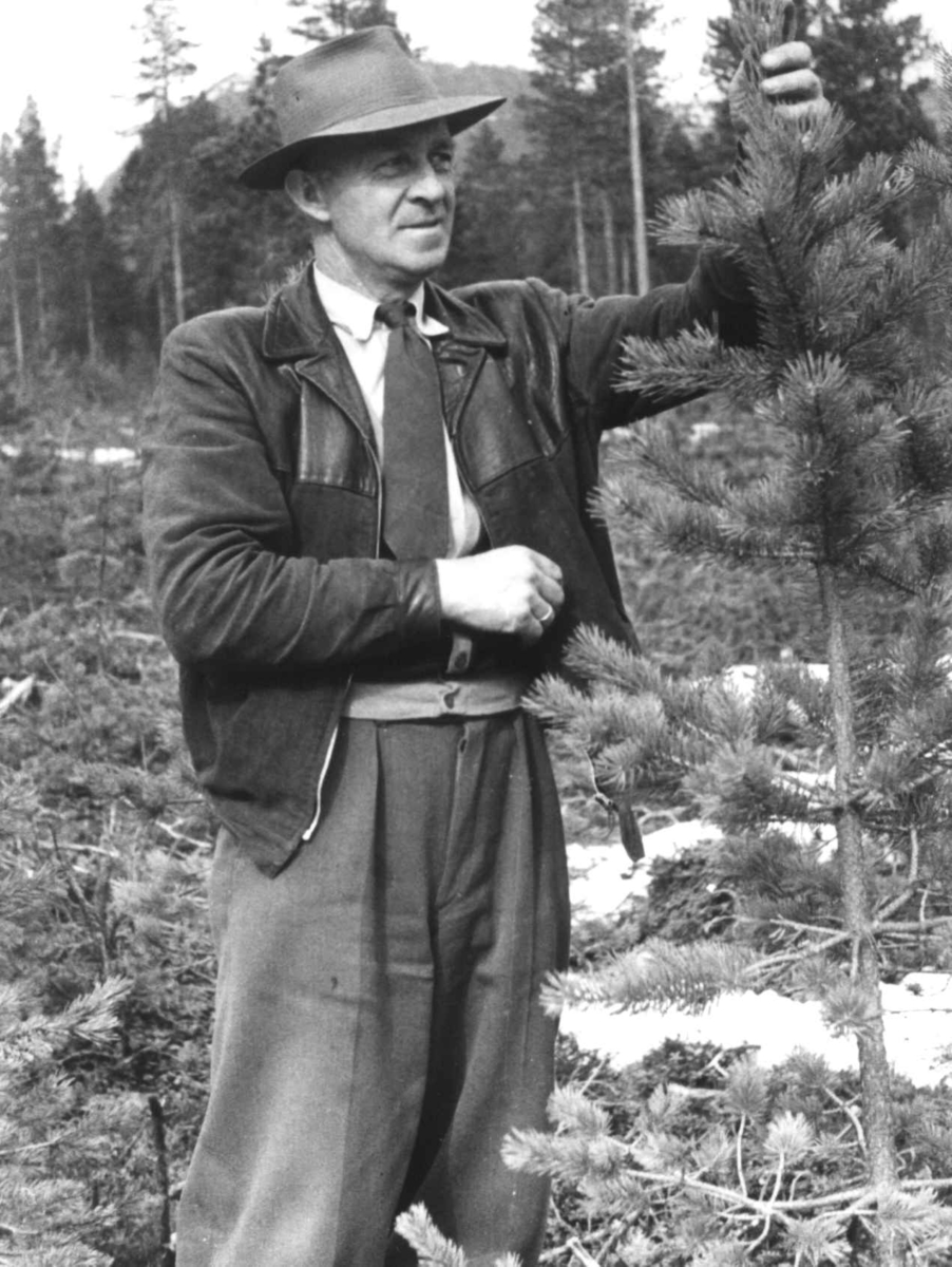 Portrett av ukjent mann som studerer et lite furutre. Rostadal, Målselv 1940-årene.