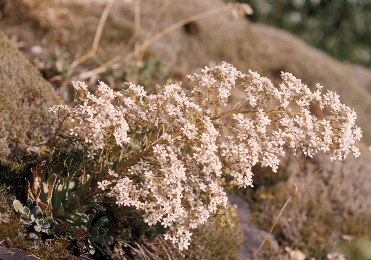 Saxifraga Cotyledon (norsk: Bergfrue)- blomst som trives best i utilgjengelige bratte bergvegger og avsatser. Finnes over nesten hele Norge. Her fra  landskapet rundt Dödafallet i Jämtlandslen i Sverige. I Sverige er denne blomsten totalfredet.