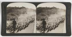 Stereoskopi. Sauegjeter på vei til marked med saueflokk, Tol