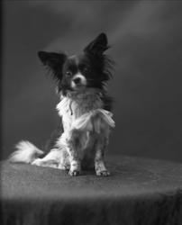 Portrett, sittende hund. Kunsthandler Ludvig Wangs hund.