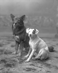 Portrett av to hunder sittende på gulvteppe. Frøken Andresen