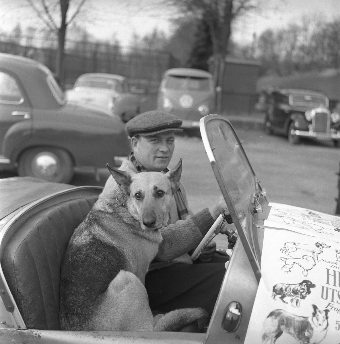 Mann og hund i bil. Hundeutstilling, Frogner, Oslo, mai 1956.