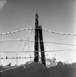 Piggtrådgjerde, ukjent sted, antatt mars, 1959