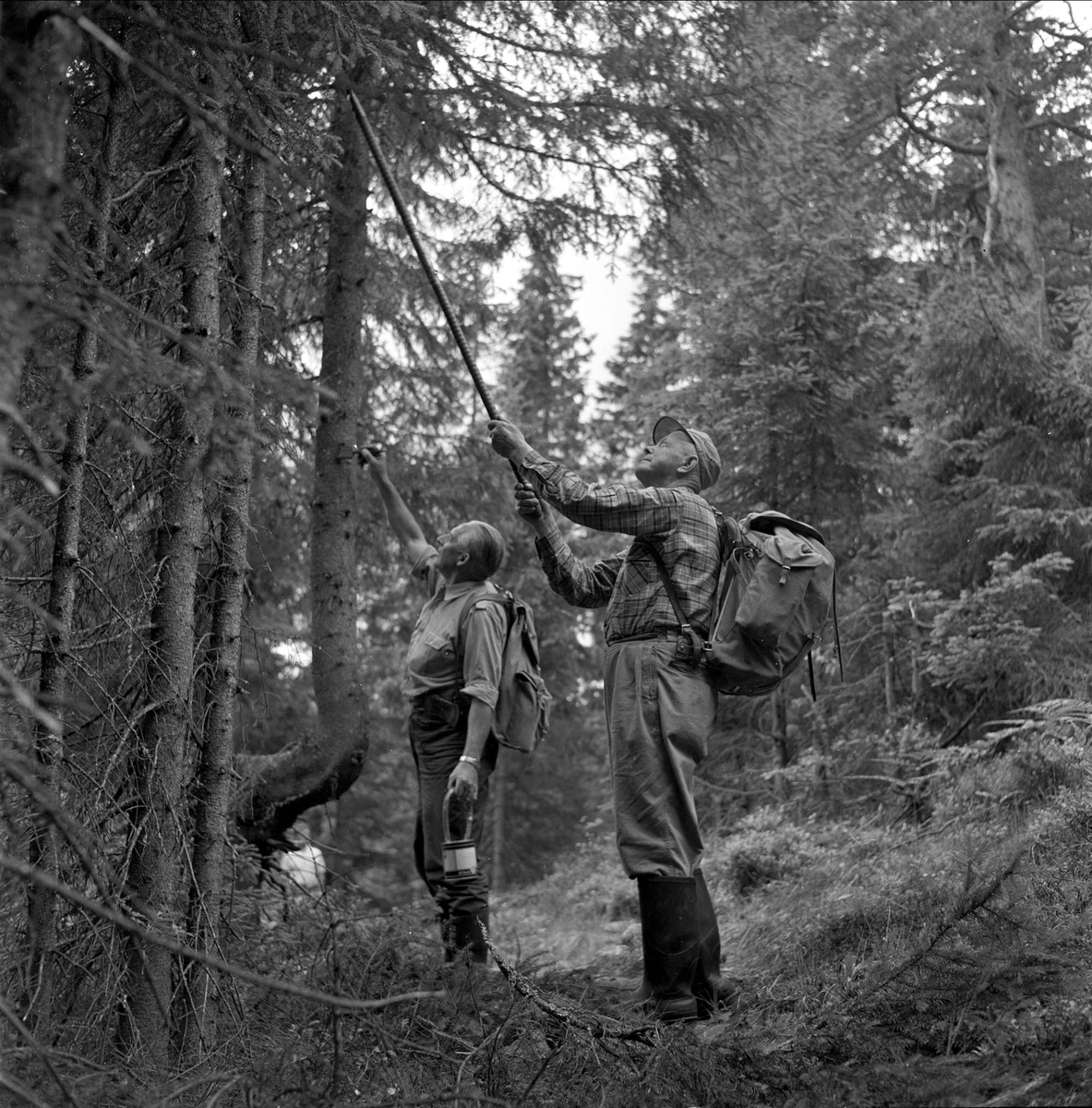 Rydding av løyper i Nordmarka. Oslo 04.07.1959.