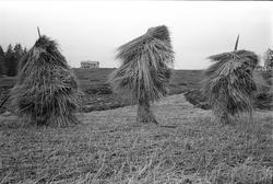 Kornstaur og hesjer overvintret i Ullensaker, mai 1963.