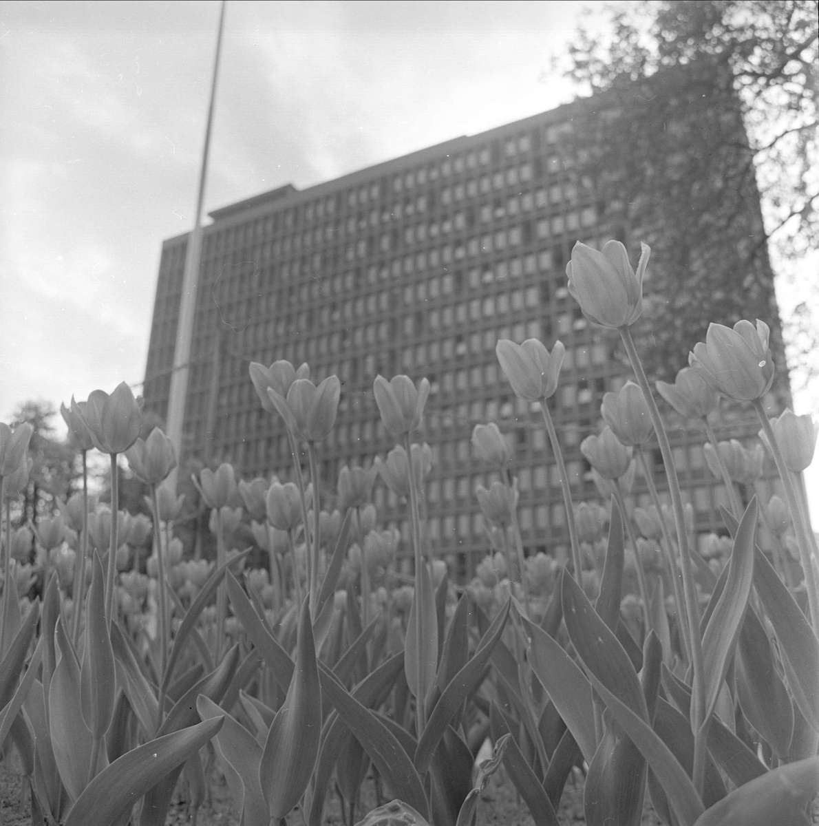 Akersgata, Oslo, mai 1964. Tulipaner foran regjeringsbygget.