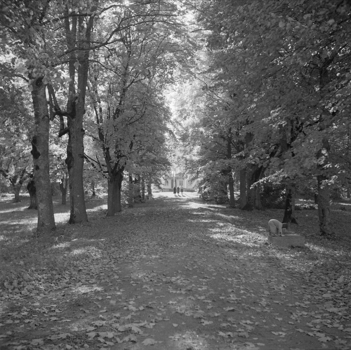Kungliga Vattenfallsstyrelsen - promenad i parken, hösten 1937