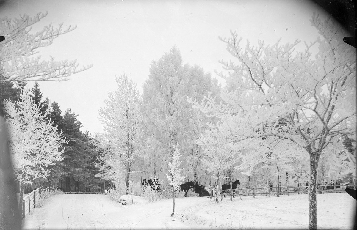 Skogsparti med slädspann, Skalunda, Västergötland 1907