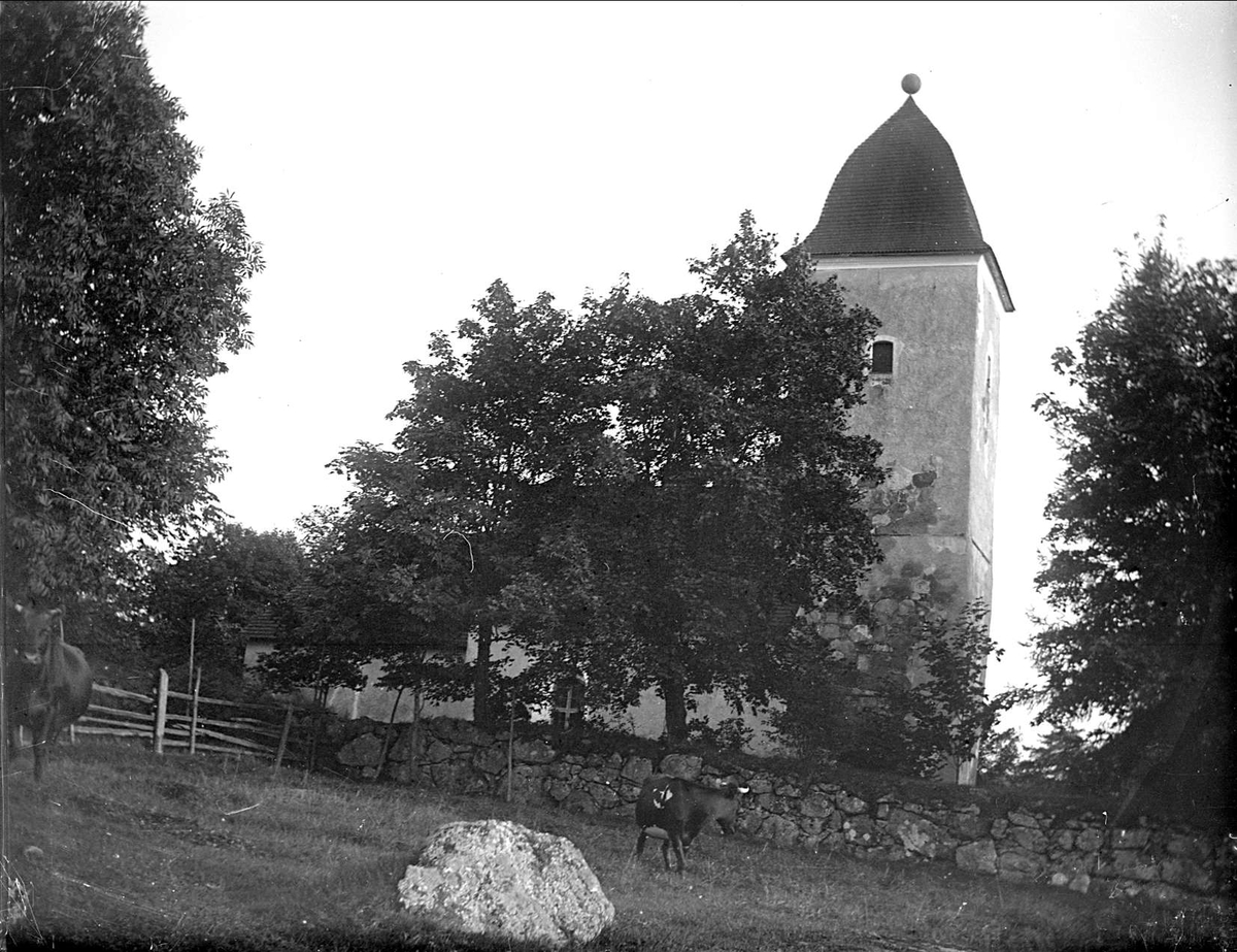 Kvigor utanför Yttergrans kyrka, Uppland 1912