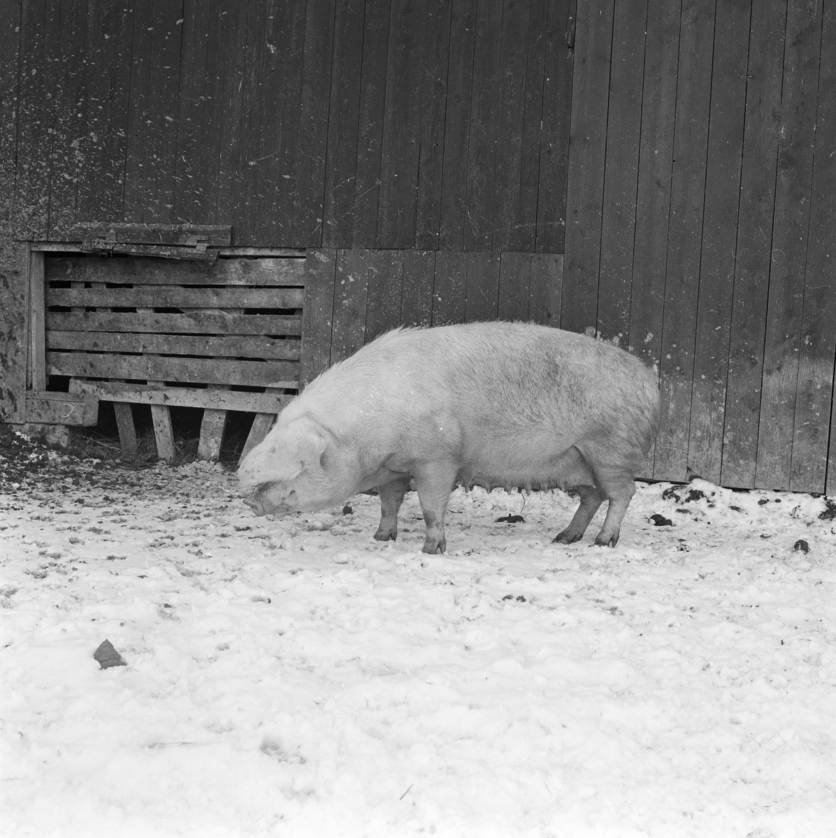 Pharmacia - svin i inhägnad, sannolikt Uppsala, februari 1962