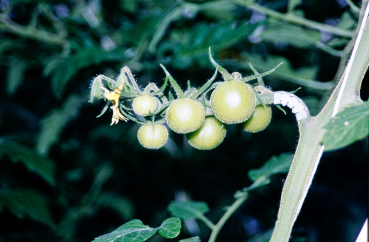 Tomater i vekst på stengel.
