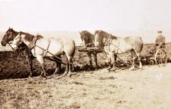 Gårdsarbeid med 4-spann hester i USA.