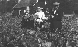 Roehøsting på Bue, Øyslebø.