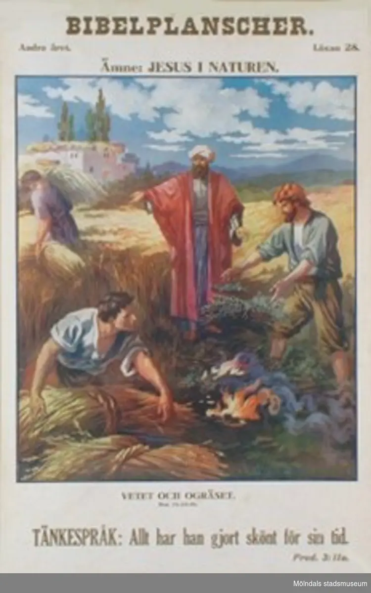 Kristendomskunskap.Bibelplanscher: Jesus i naturen.Vetet och ogräset. (Matt. 13:24-30).