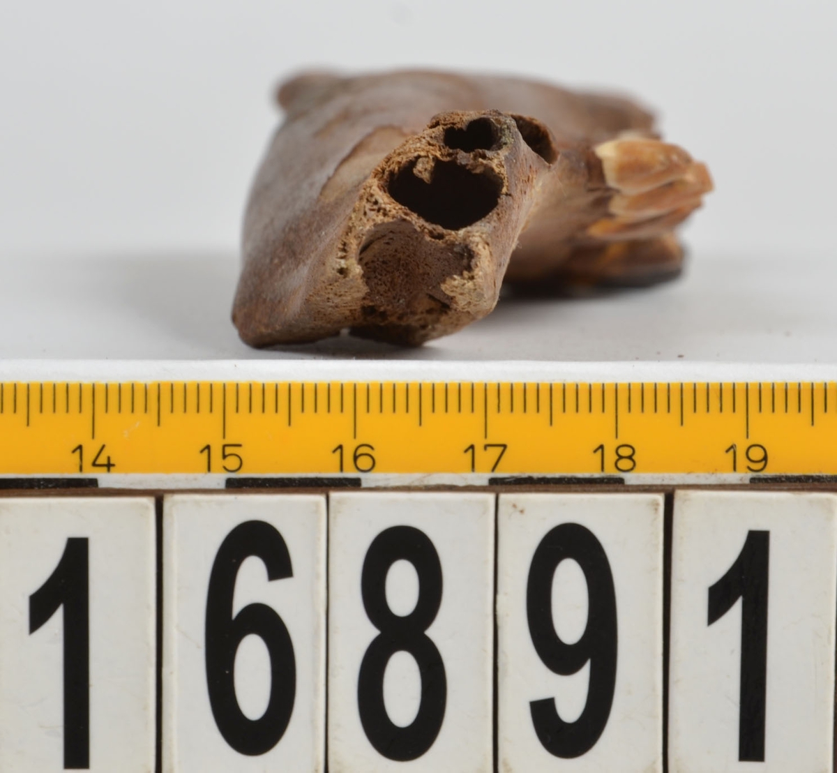Ben från svin (Sus domesticus).
1 st. fragment av underkäke (mandibula) med en tand (dentes).
2 st. höger underkäke (mandibula dx).
1 st. överarmsben (humerus).