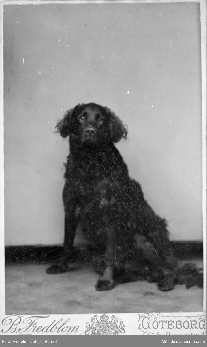Valdeborg Johanssons (1891 - 1970) hund Donne, okänt årtal. Ur Josefina Erikssons fotoalbum.