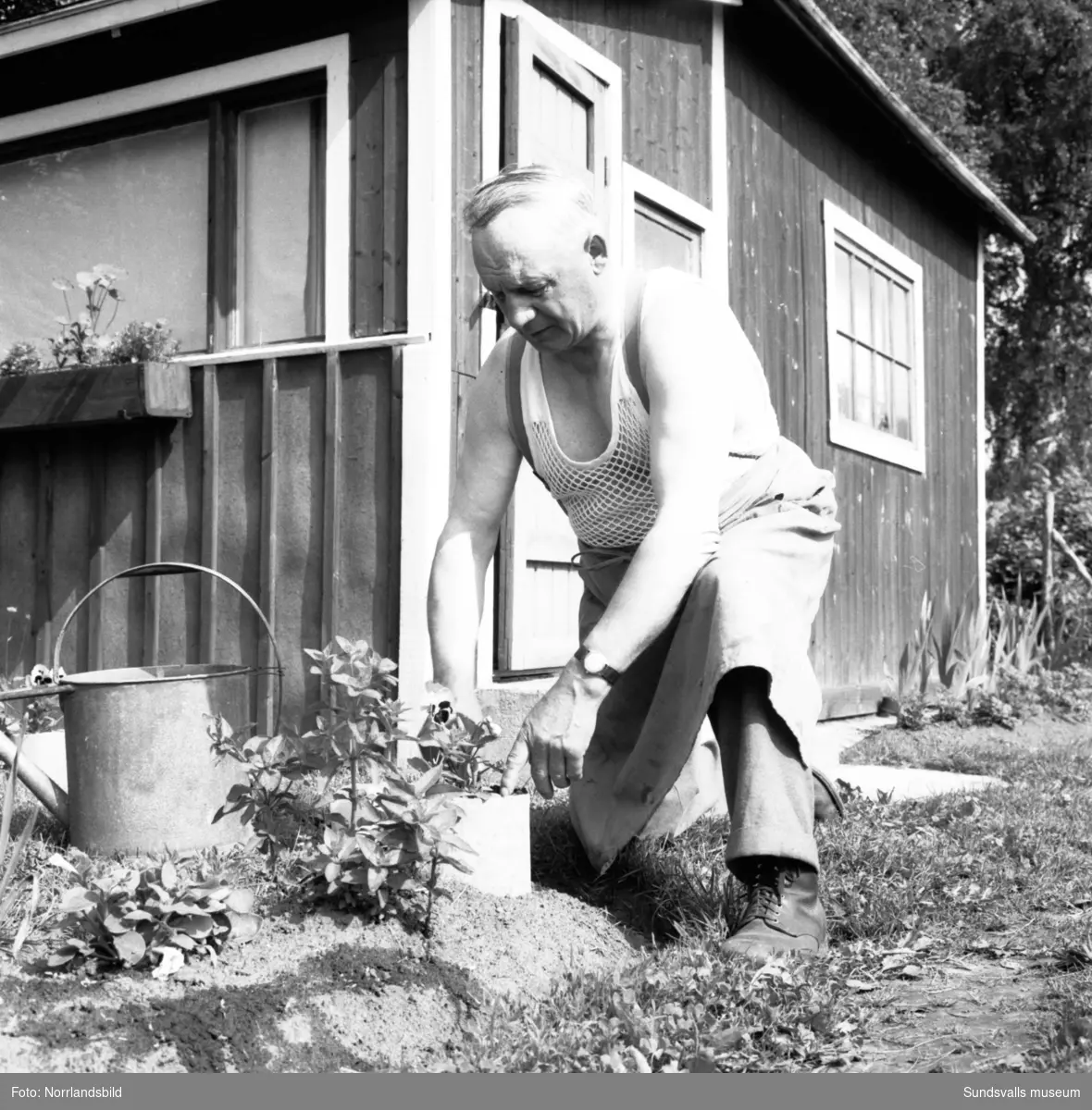 Kolonilotter i Granlo. En man vattnar och planterar.
