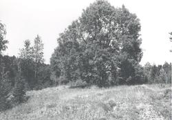 Husmannsplass, Funken, tuntre,