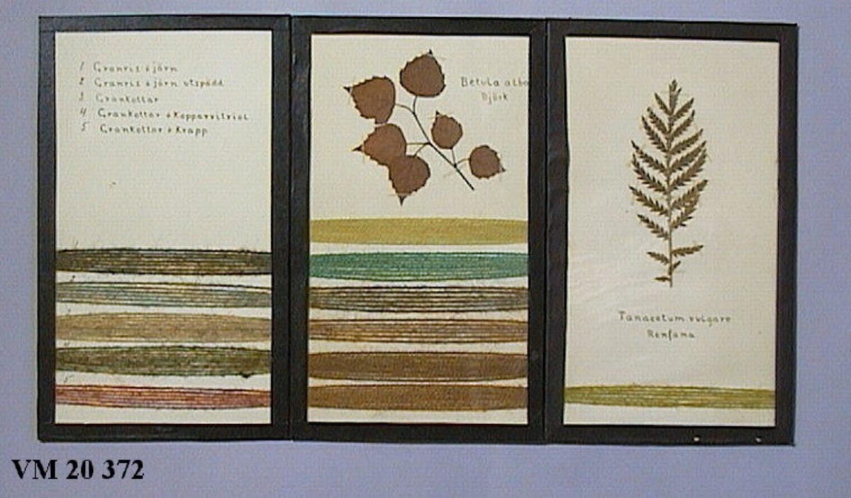 16 st. glasade ''tavlor'' med växter och garnprover på växtfärgning samt text, vilka växter som använts för resp. färg.