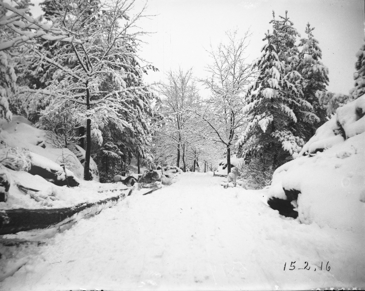 Vei og trær. Bildet tatt 15/2-1916