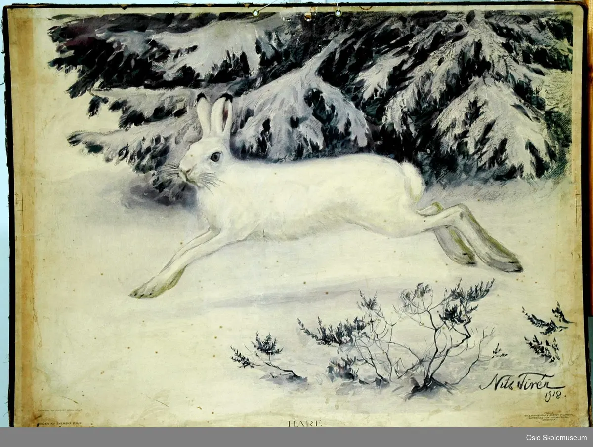 En hvit hare i vinterlandskap.