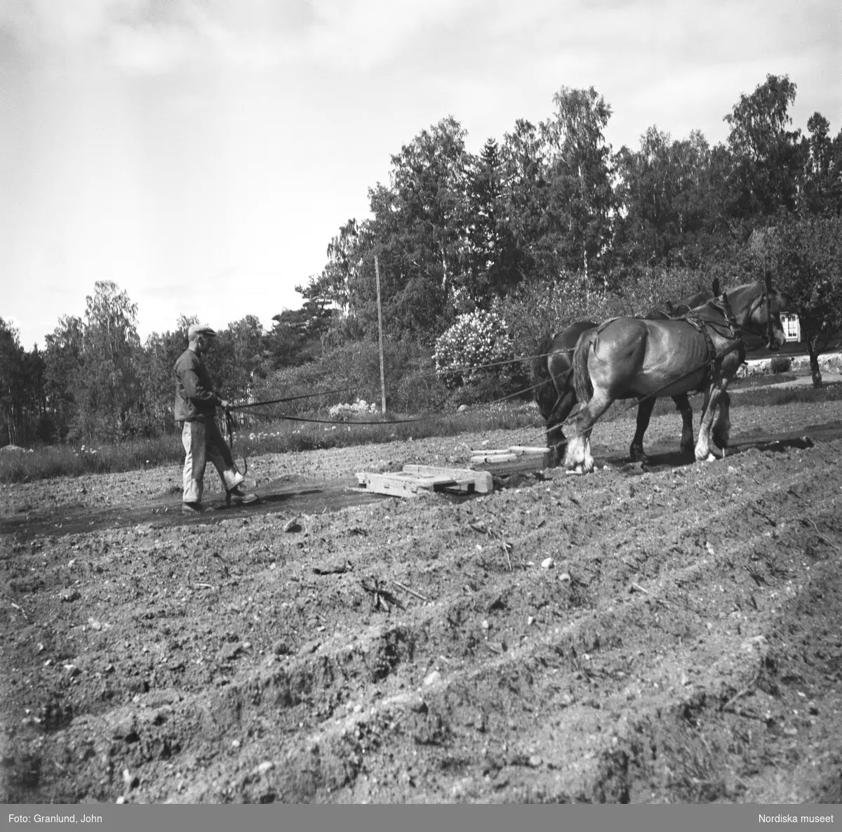 En man arbetar på en åker i Julita socken, Södermanland. I bakgrunden ses Nybble parstuga, även kallad Nybble Norrgård eller Nybble Östergård. Mannen planar ut vallarna som uppstått efter att man satt potatis med hjälp av en sladd dragen av två arbetshästar.