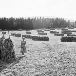 jorde, hesjer, kvinne, skog