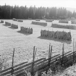 jorde, hesjer, skigard, skog