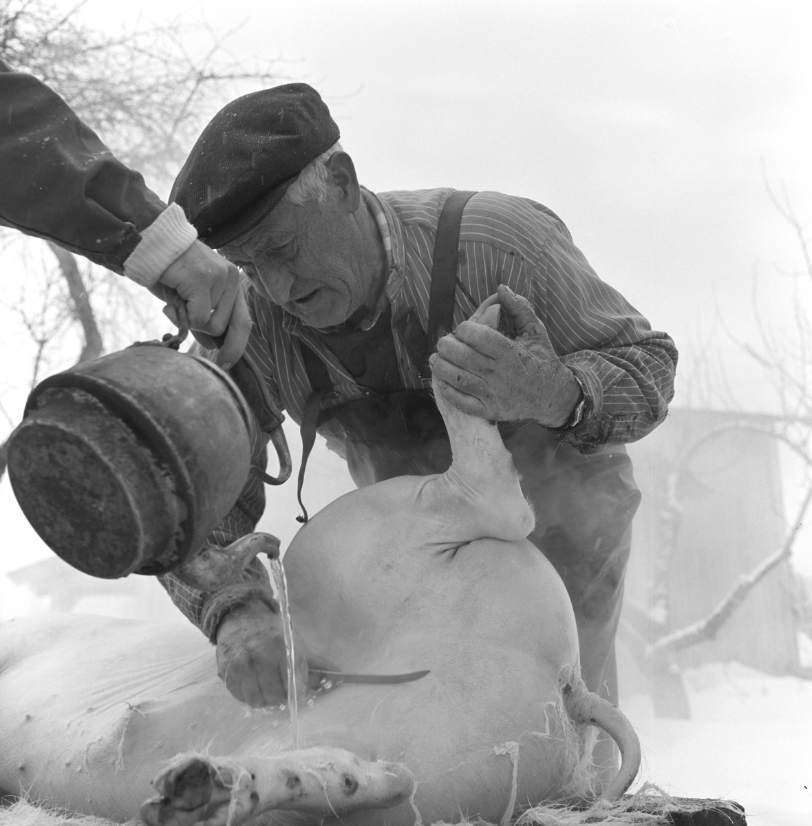 Dokumentasjon av griseslakting i 1977, på Lunde i Gaupen, Ringsaker. Bygdeslakter Johs. Rosenborg.Slaktebenk, skølling