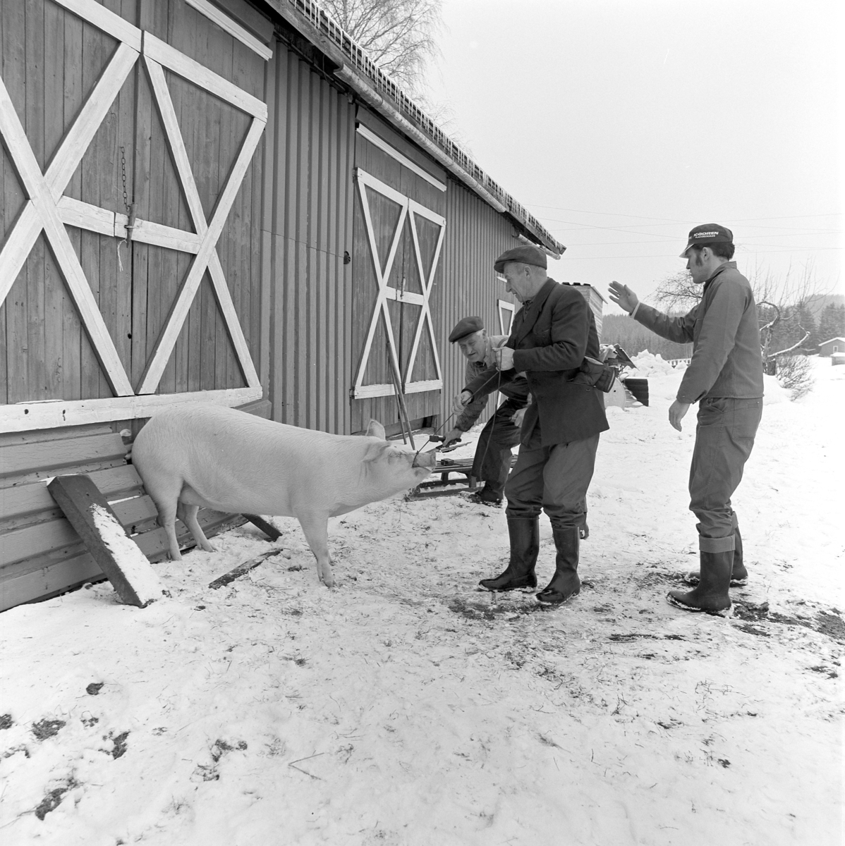 Dokumentasjon av griseslakting i 1977, på Lunde i Gaupen, Ringsaker. Bygdeslakter. Grisen føres ut med trynetau.  Bygdeslakter Johs. Rosenborg.