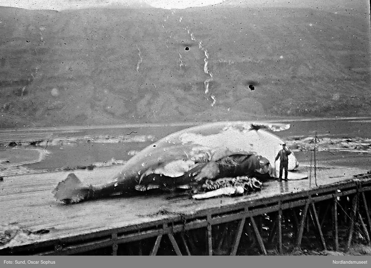 Hvalfangst, en hval ligger på en trekai. Ved siden av står en mann med en stokk, muligens skaft på et redskap.