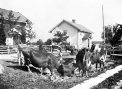 Fra gården Finnestad søndre i Rakkestad, ca. 1915-20. Kuene 