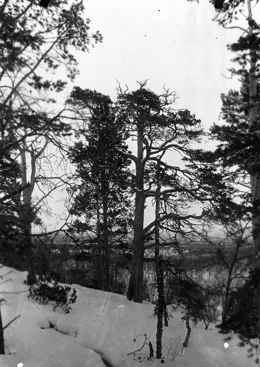 Bo af kungsörn, Aquila chrysaetos, i talldunge, belägen på östra sluttningen af fjellet Ripainen(?) mellan löpen af fjellet och Ripaisenjock norr om vilken Laimolahti af Torneträsk                    Foto E. Wibeck den 17 april 1919