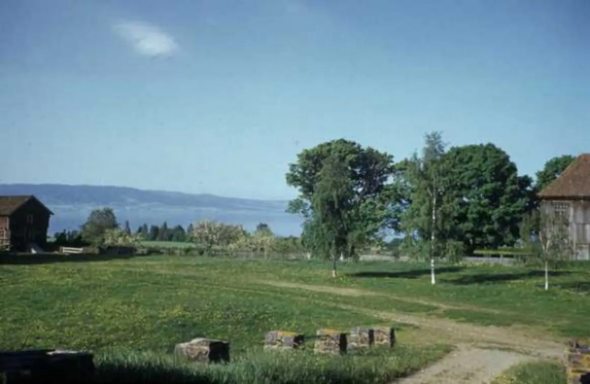 Ringnes - og Olav den hellige