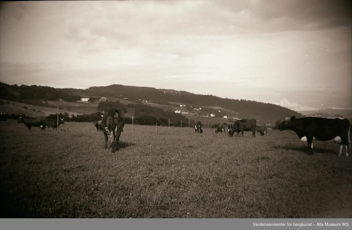Kyr på et jorde, med skog og hus på åsene i bakgrunnen.
Fra landbrukshøgskolen på Sem.
Bildet er tatt i 1943.