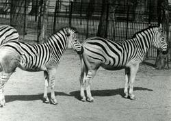 Zebraer. - T/S 'Kingsville' (b.1956, Lithgows Ltd., Port Gla