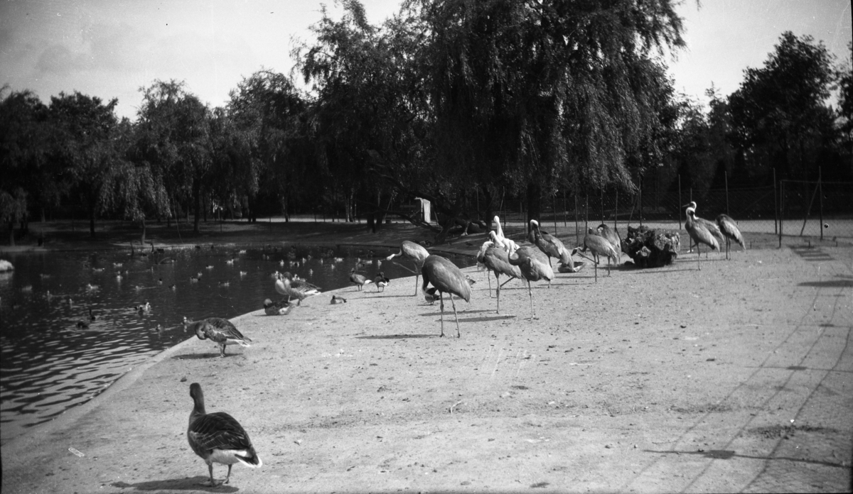 Feriebilde. På besøk i en dyrepark. Fugler, ender og storker fotografert

Fotoarkivet etter Gunnar Knudsen.