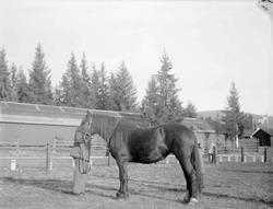Hoppeutstilling 1958 på Stampesletta.