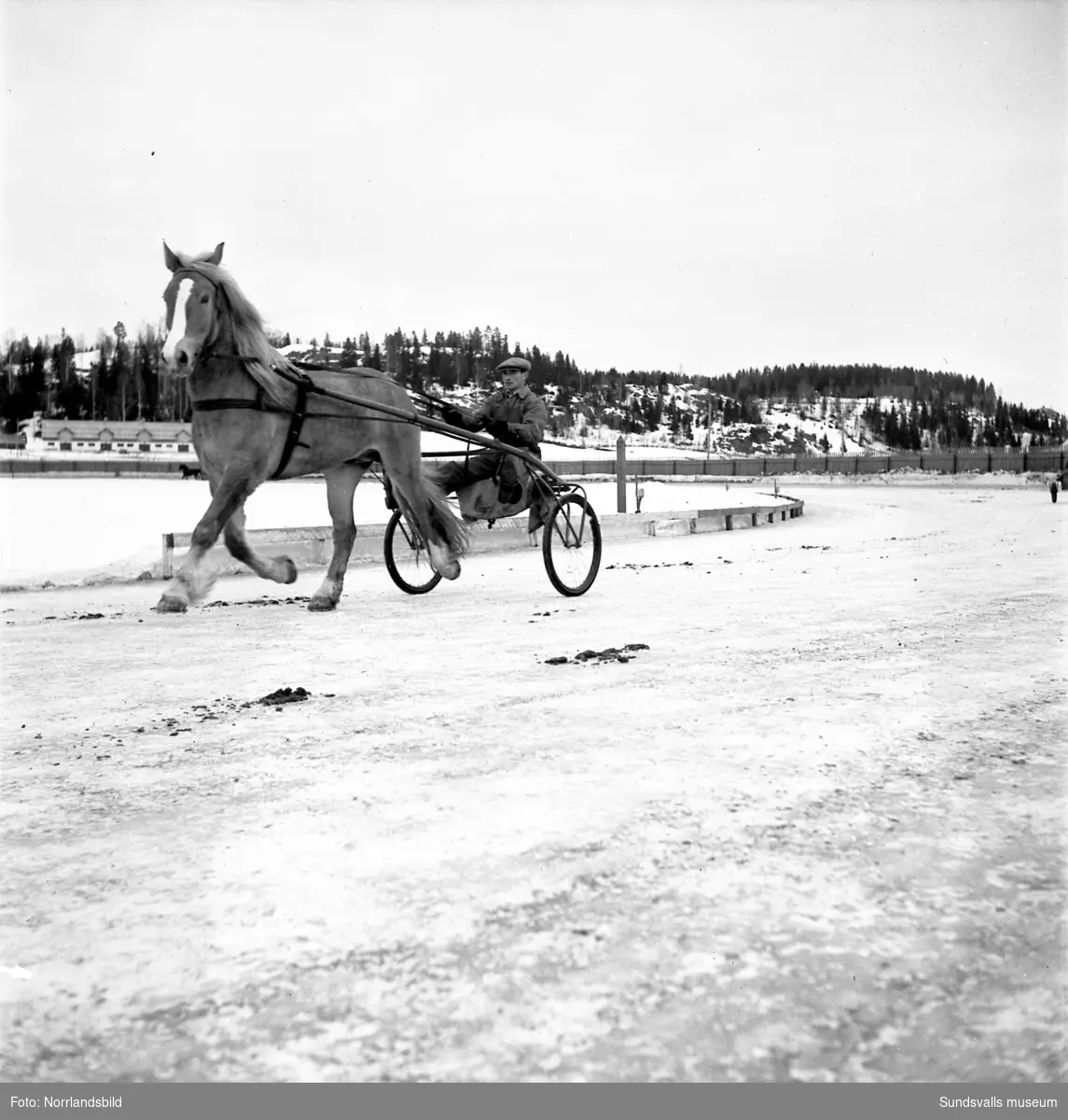 Bergsåker rustar för travpremiären i mars 1950. Banmästare Gunnar Ledström på bild 4.