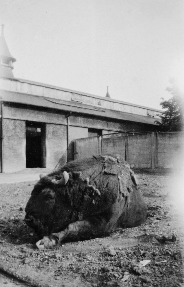 En stor bøffel, muligens bisonokse, ligger på bakken i en zoo i England.
