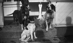 Fotoarkivet etter Gunnar Knudsen. Fire hunder på trappen. Hu