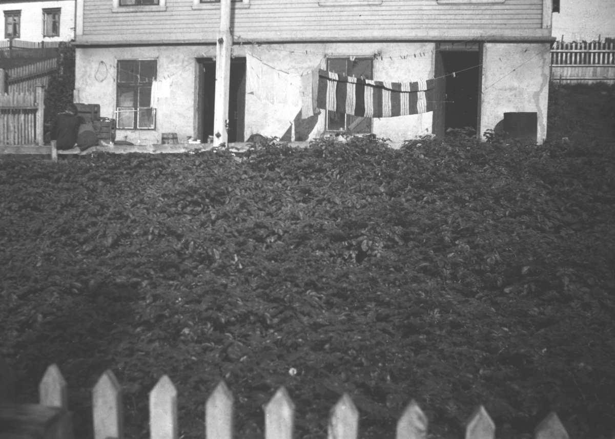 Familien Hauges hage i Nyborgveien i Vadsø under krigen. Fram t.o.m 1942 dyrket de poteter i hele hagen.