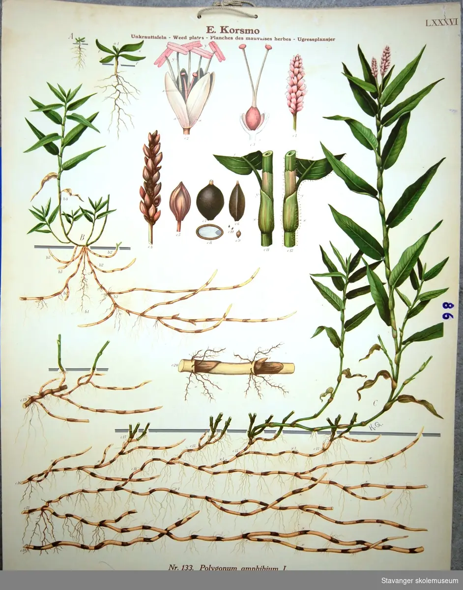 Produksjon av planter: Pilgress, vannskjedekne.