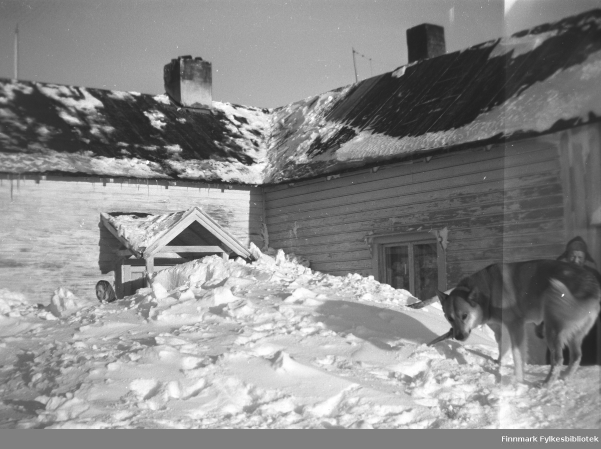 Snøvinter på Mikkelsnes, ca. 1950? Til venstre i bildet ser vi hodet til Herlaug Mikkola stikke fram over snømengdene. Til høyre i bildet en hund, og bak hunden ser vi Aksel Konrad Mikkola ved fjøsinngangen