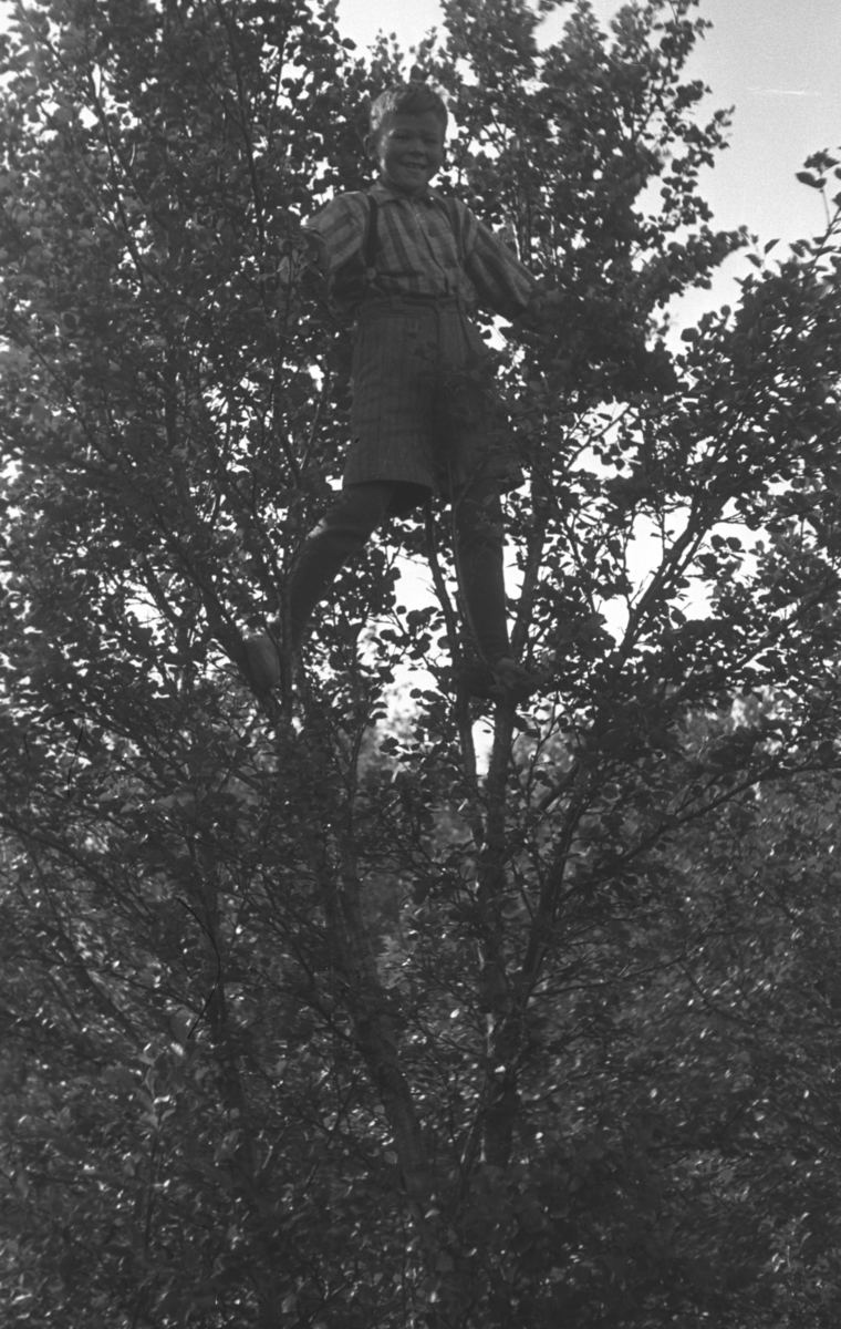Øystein Hauge klatrer i et løvtre. Stedet er ukjent, men det kan være i Andersbyskogen.